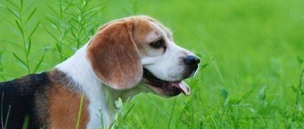 打造宠物的良好生活习惯（日常养成法）