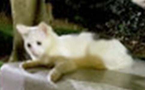 我的宠物小猫作文集锦7篇