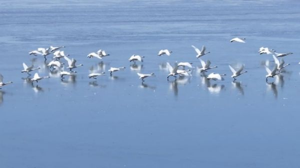 万羽归津!天津迎来候鸟迁徙高峰