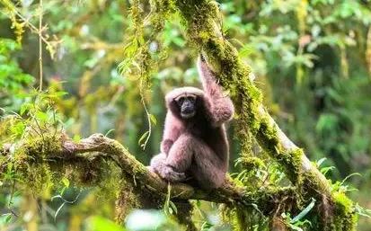 猴子品种大全图片