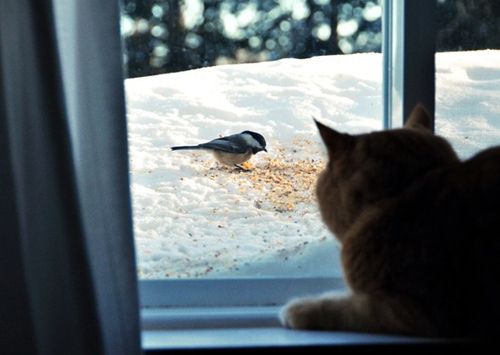 保护您的宠物免受心虫和其他户外害虫的侵害