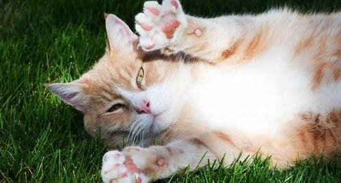 猫咪常见虫害知多少？