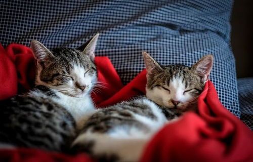 猫咪常见虫害知多少？