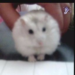 宠物上火怎么办？