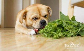 宠物上火怎么办？