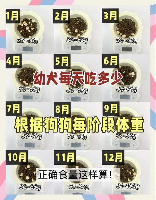 狗可以喂猪饲料吗_狗不能吃猪饲料,易导致营养不良