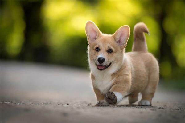 狗狗肚子响但没拉稀怎么回事?