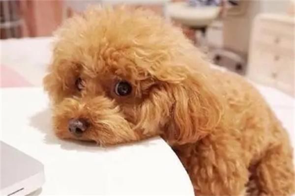 狗狗肚子响但没拉稀