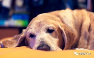 狗狗消化不良该如何调理？