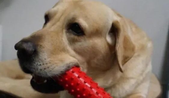 贝田宠物用品怎么样？