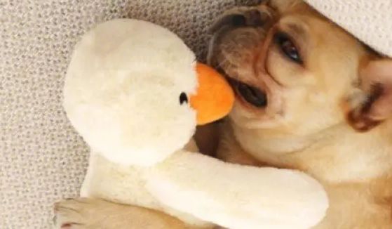 贝田宠物用品怎么样？