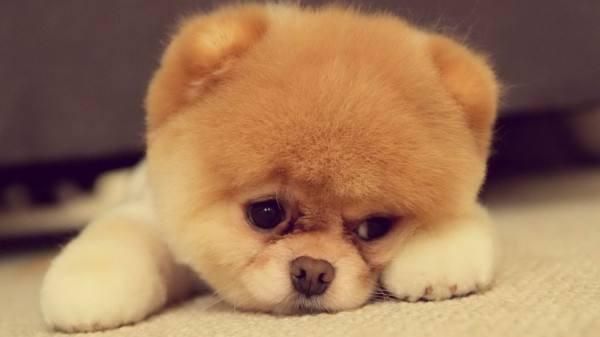 出行不让带宠物, 寄养就是第一选择, 告诉大家怎样寄养更安全