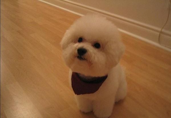 出行不让带宠物, 寄养就是第一选择, 告诉大家怎样寄养更安全