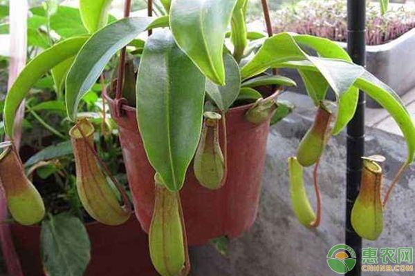 3种最有名的有捕食昆虫功能的食肉植物推荐-图片版权归惠农网所有