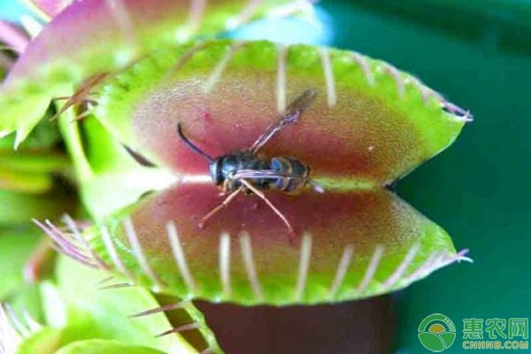 3种最有名的有捕食昆虫功能的食肉植物推荐-图片版权归惠农网所有