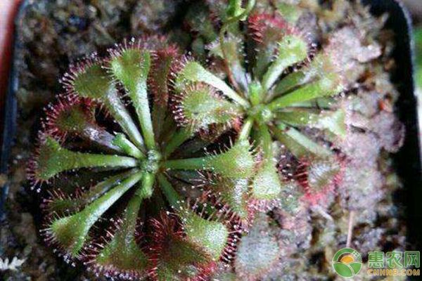 3种最有名的有捕食昆虫功能的食肉植物推荐-图片版权归惠农网所有