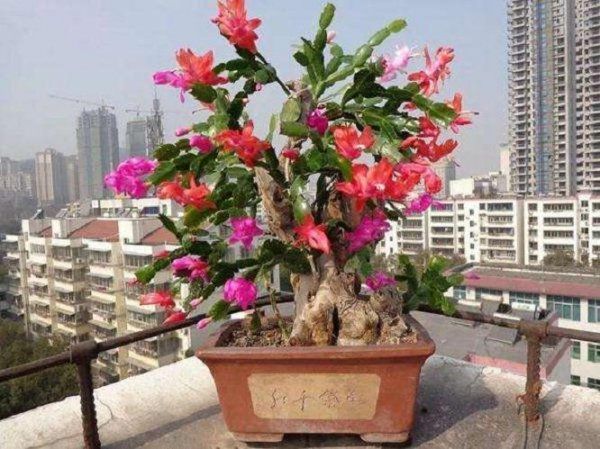 彩麒麟怎么繁殖