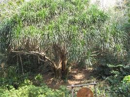 彩麒麟怎么繁殖