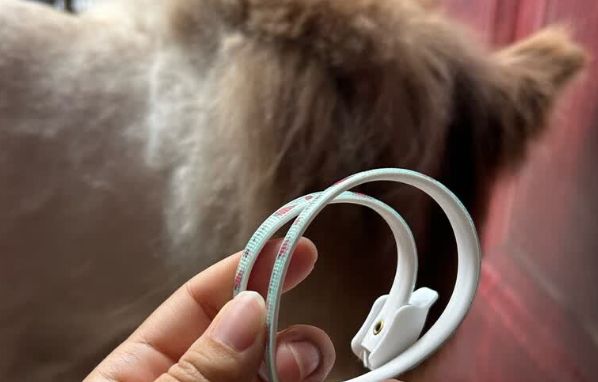 COODORA宠物驱蚊虫项圈：夏日防虫必备，守护爱宠健康