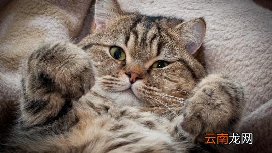 猫嗓子哑了还总是干呕是怎么回事