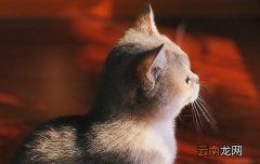 猫咪口炎严重怎么办 猫咪口炎很严重怎么办