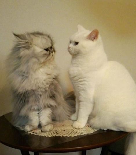 白棕眼猫：温婉宠物，品种饲养指南