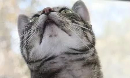 猫咪黑下巴成因揭秘：宠物健康与生活习惯