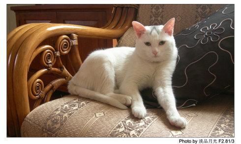 绝育母猫有哪些好处和坏处，宠物主人会考虑吗？