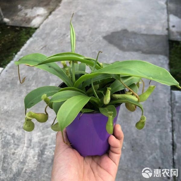 猪笼草盆栽 猪笼草90盆