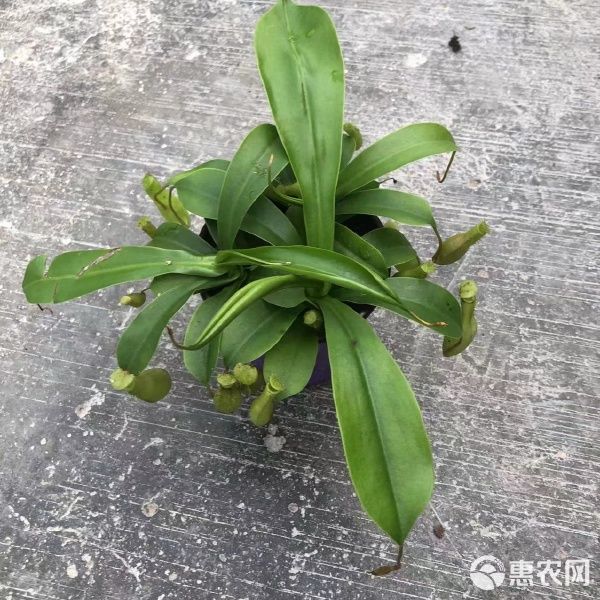 猪笼草盆栽 猪笼草90盆