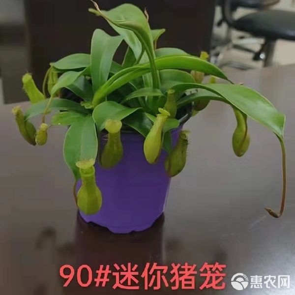 猪笼草盆栽 猪笼草90盆