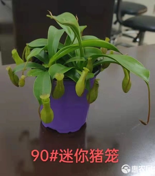 猪笼草盆栽 猪笼草90盆