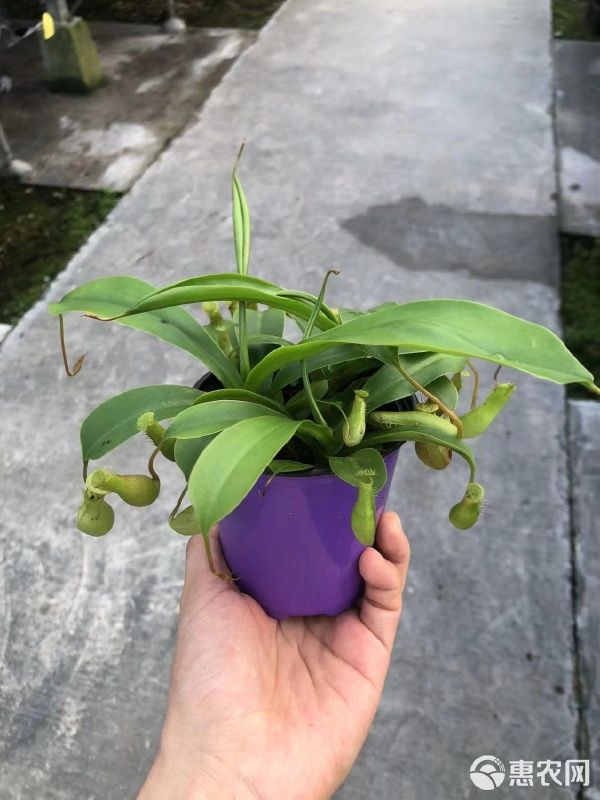 猪笼草盆栽 猪笼草90盆