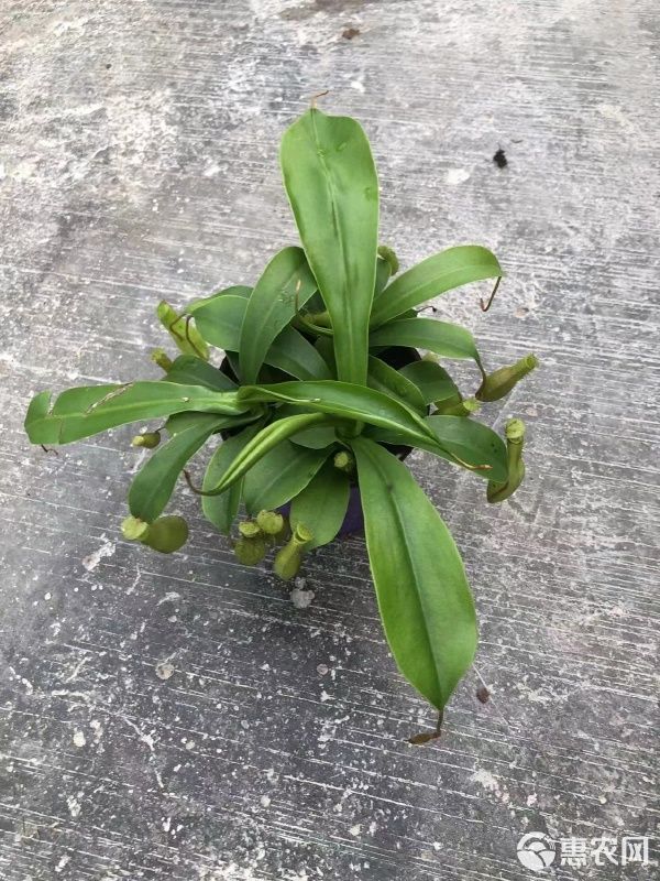 猪笼草盆栽 猪笼草90盆