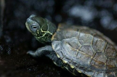 中华草龟病危?紧急救治攻略!