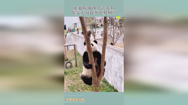 熊猫听懂四川话系列：保安大叔我不能爬树吗