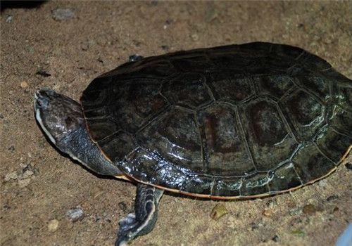 花面蟾龟的生活环境