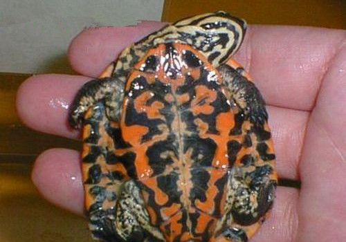 花面蟾龟的品种简介