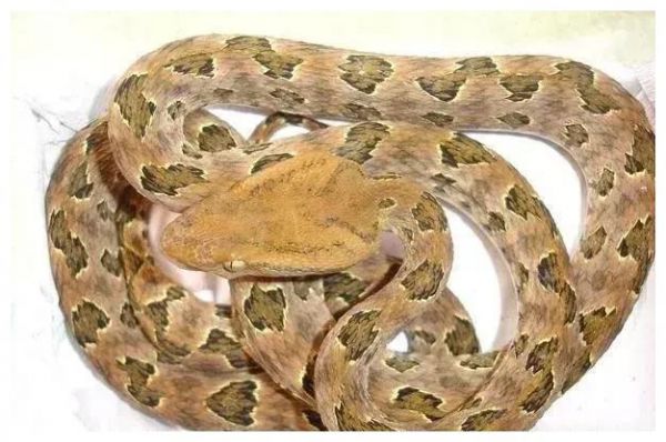 拟态成毒蛇的无毒蛇，龟壳花蛇与拟龟壳花蛇有多相似？