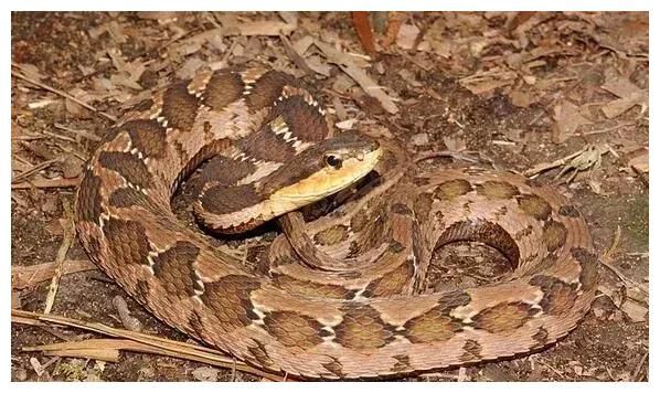 拟态成毒蛇的无毒蛇，龟壳花蛇与拟龟壳花蛇有多相似？