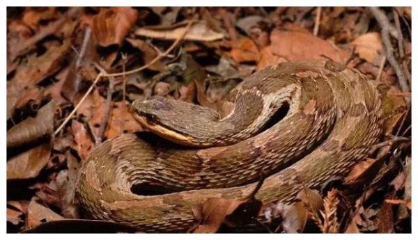 拟态成毒蛇的无毒蛇，龟壳花蛇与拟龟壳花蛇有多相似？