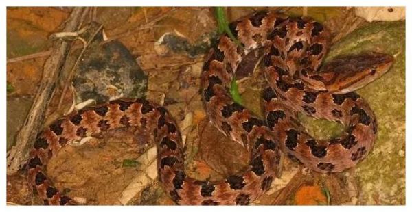 拟态成毒蛇的无毒蛇，龟壳花蛇与拟龟壳花蛇有多相似？