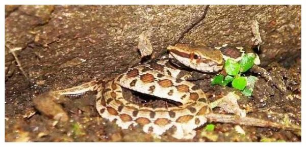 拟态成毒蛇的无毒蛇，龟壳花蛇与拟龟壳花蛇有多相似？