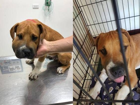 比特犬和毒蛇打架，结果却被毒蛇咬了一口，嘴巴瞬间肿胀！