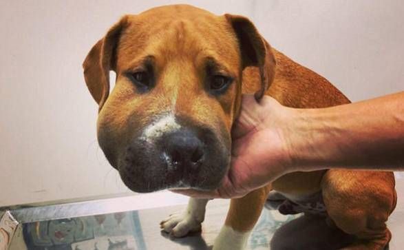 比特犬和毒蛇打架，结果却被毒蛇咬了一口，嘴巴瞬间肿胀！