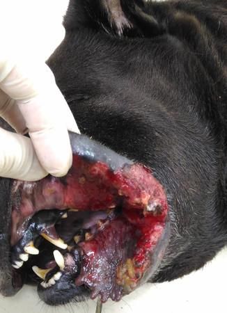 贪玩狗狗被毒蛇咬伤，脸颊溃烂肿成猪头？宠物钻草丛需谨慎！