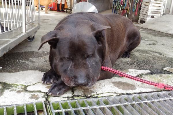 贪玩狗狗被毒蛇咬伤，脸颊溃烂肿成猪头？宠物钻草丛需谨慎！