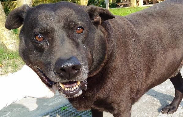 贪玩狗狗被毒蛇咬伤，脸颊溃烂肿成猪头？宠物钻草丛需谨慎！