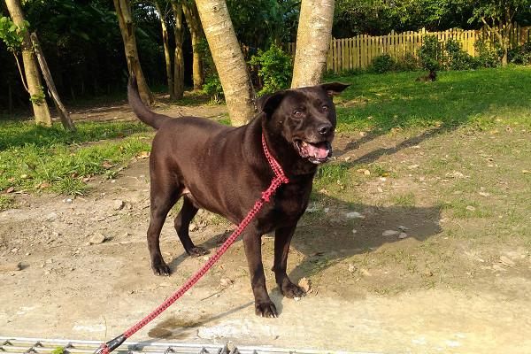 贪玩狗狗被毒蛇咬伤，脸颊溃烂肿成猪头？宠物钻草丛需谨慎！