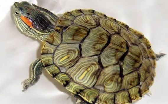 龟壳13片甲代表什么